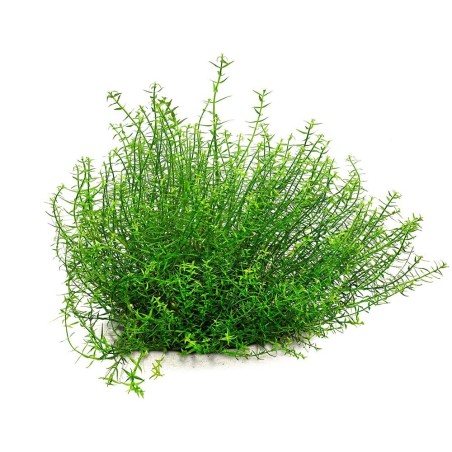 Gratiola Viscidula in Vitro