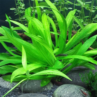 Echinodorus Latifolius (Helanthium Bolivianum)