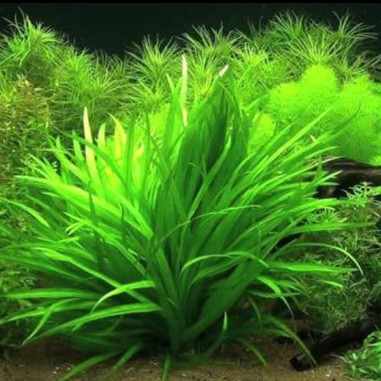 Echinodorus Latifolius (Helanthium Bolivianum)