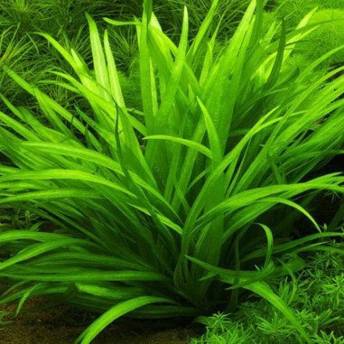 Echinodorus Latifolius (Helanthium Bolivianum)