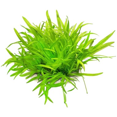 Echinodorus Latifolius (Helanthium Bolivianum)