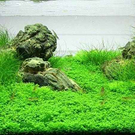 Hemianthus Callitrichoides