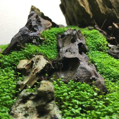 Hemianthus Callitrichoides