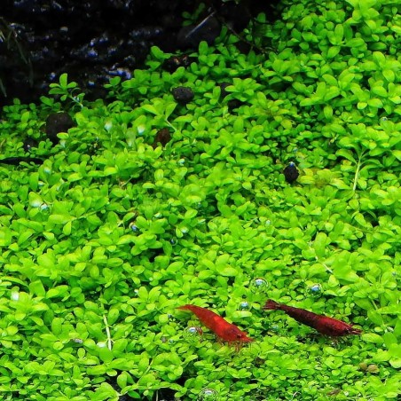 Hemianthus Callitrichoides