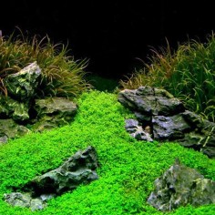 Hemianthus Callitrichoides 2
