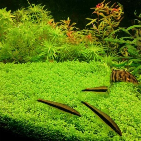 Hemianthus Callitrichoides