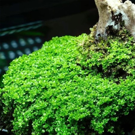 Hemianthus Callitrichoides