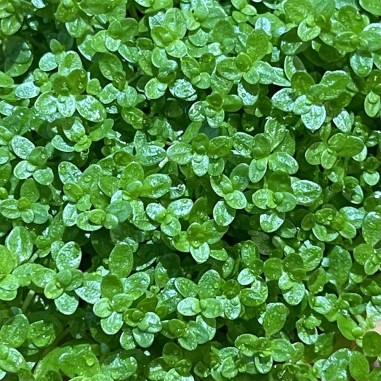 Hemianthus Callitrichoides