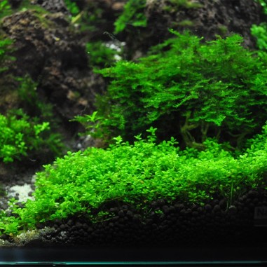 Hemianthus Callitrichoides "Cuba" in vitro