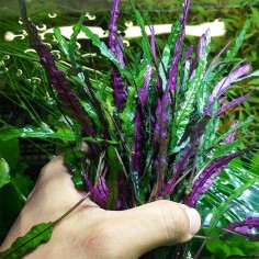Hemiographis Exotica (Narrow Leaves) 2