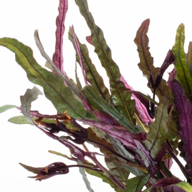 Hemiographis Exotica (Narrow Leaves)