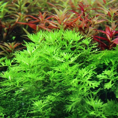 Hottonia Palustris in Vitro