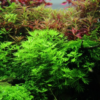 Hottonia Palustris in Vitro