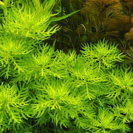 Hottonia Palustris in Vitro