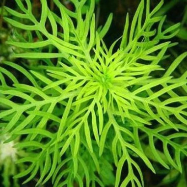 Hottonia Palustris in Vitro