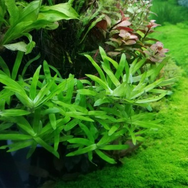 Heteranthera Zosterifolia