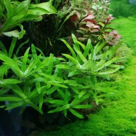 Heteranthera Zosterifolia