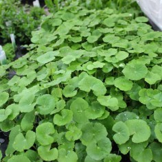 Hydrocotyle Leucocephala 2