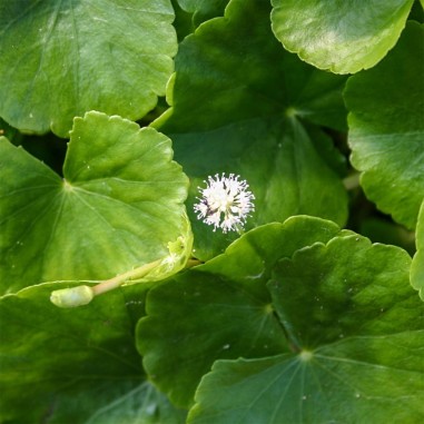 Hydrocotyle Leucocephala