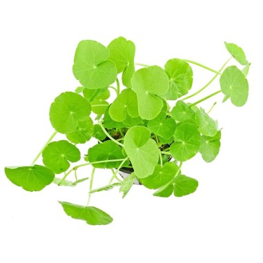 Hydrocotyle Leucocephala