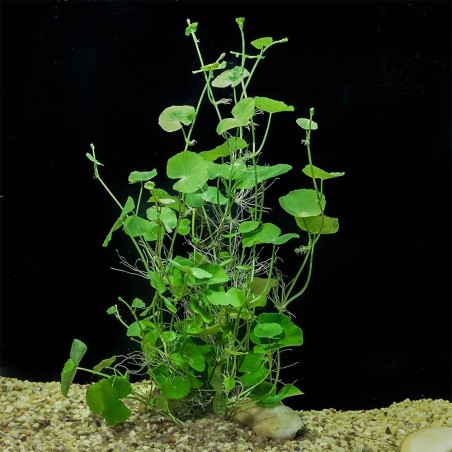 Hydrocotyle Leucocephala Mazzetto