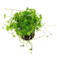 Hydrocotyle tripartita 'Japan'