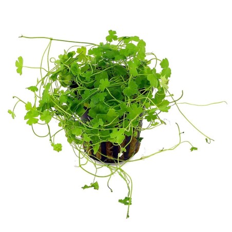 Hydrocotyle tripartita 'Japan'