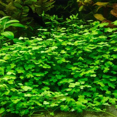 Hydrocotyle tripartita 'Japan'