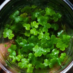 Hydrocotyle Tripartita (Japan) in Vitro 2