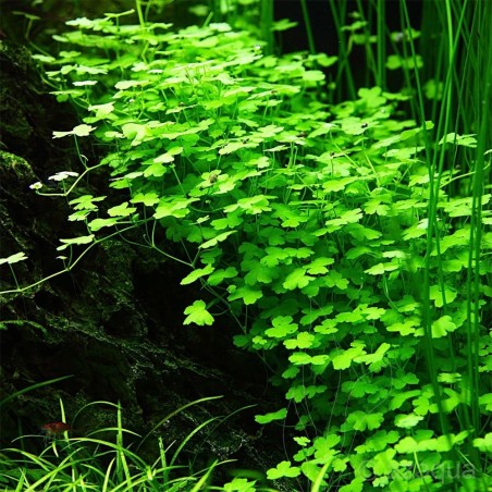 Hydrocotyle Tripartita 'Japan' in Vitro