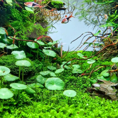 Hydrocotyle Verticillata