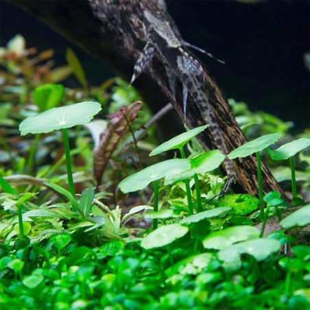 Hydrocotyle Verticillata