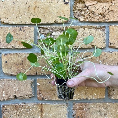 Hydrocotyle Verticillata