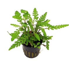 Hygrophila Pinnatifida