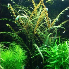 Hygrophila Pinnatifida 2