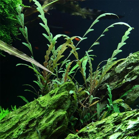Hygrophila Pinnatifida
