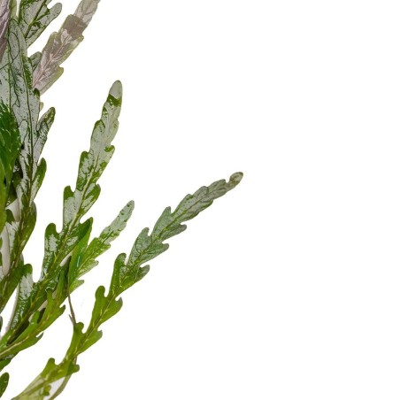 Hygrophila Pinnatifida