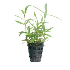 Hygrophila "Araguaia" 2