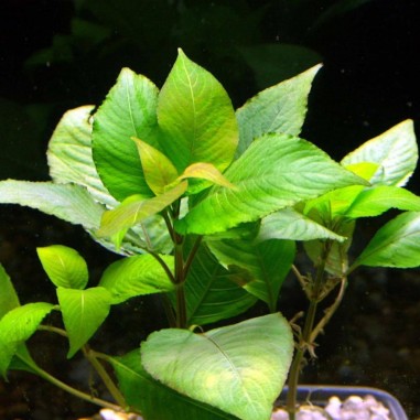 Hygrophila Corymbosa (Nomaphila Stricta)