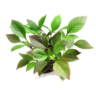 Hygrophila Corymbosa (Nomaphila Stricta)