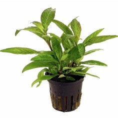 Hygrophila Corymbosa Thailand (Nomaphila Siamensis)