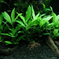 Hygrophila Corymbosa Thailand (Nomaphila Siamensis) 2