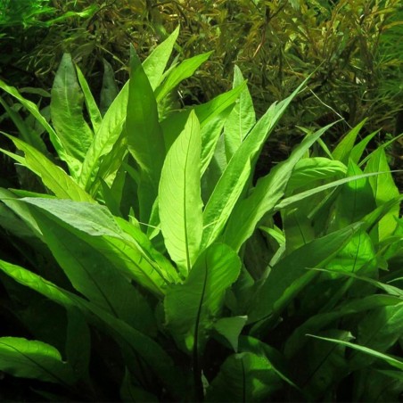 Hygrophila Corymbosa Thailand (Nomaphila Siamensis)