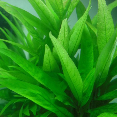 Hygrophila Corymbosa Thailand (Nomaphila Siamensis)