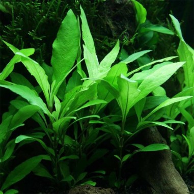 Hygrophila Corymbosa Thailand (Nomaphila Siamensis)