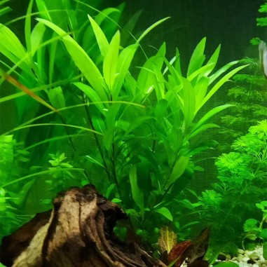 Hygrophila Corymbosa Thailand (Nomaphila Siamensis)