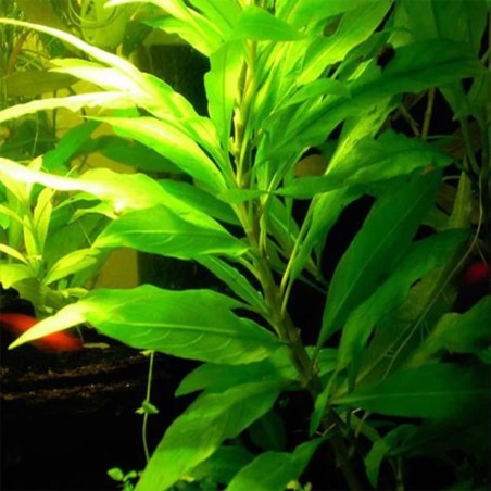 Hygrophila Corymbosa Thailand (Nomaphila Siamensis)