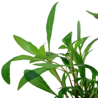 Hygrophila Corymbosa Thailand (Nomaphila Siamensis)