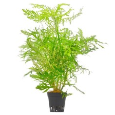 Hygrophila Difformis