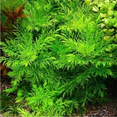 Hygrophila Difformis 2